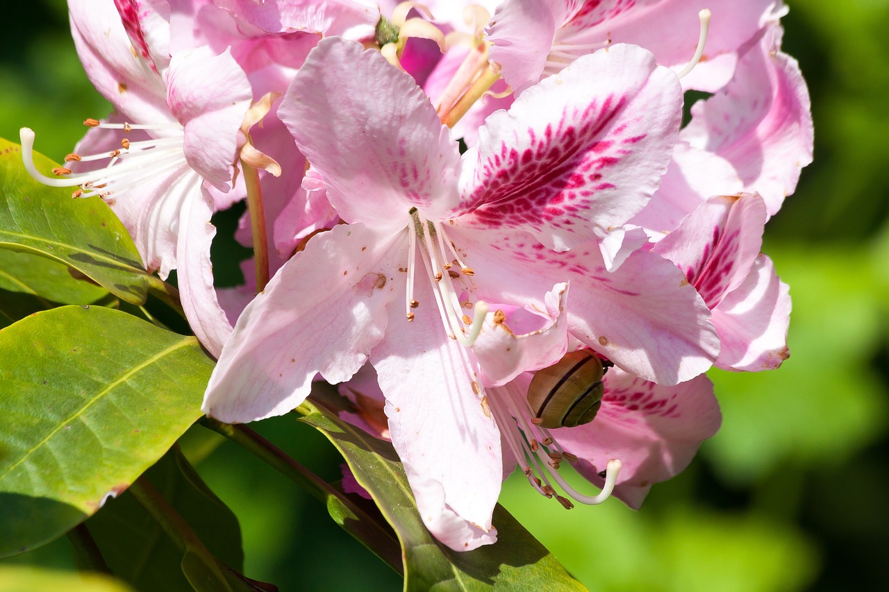 Rododendras, Traubas, Doldentraub, Žiedynai, Gentis, Erikacinių Šeimos, Ericaceae, Rožinis, Žalias, Flora