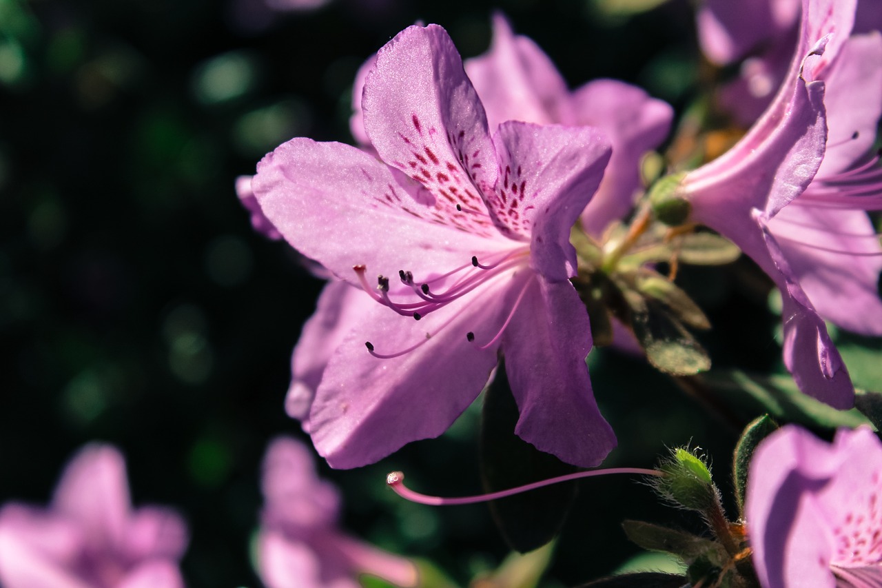 Rododendras, Gėlė, Gamta, Žiedas, Violetinė, Nemokamos Nuotraukos,  Nemokama Licenzija