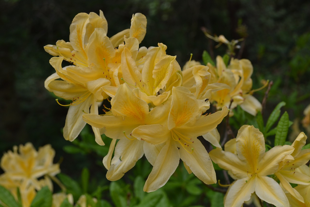 Rododendras, Jeli Arboretum, Ekskursija, Nemokamos Nuotraukos,  Nemokama Licenzija