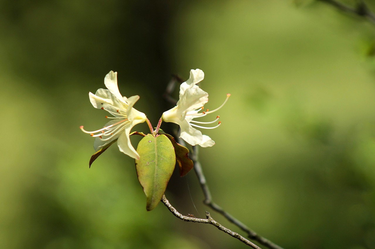 Rododendras, Gėlė, Balta Gėlė, Botanikos Sodas, Sodas, Flora, Arboretum, Nemokamos Nuotraukos,  Nemokama Licenzija