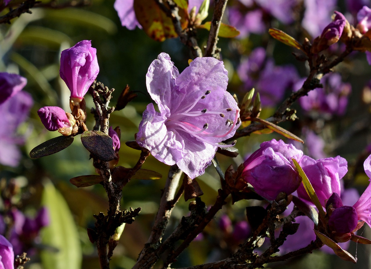 Rododendras, Žiedas, Žydėti, Gėlė, Pavasaris, Violetinė, Raudona Rododendra, Žydėti, Gamta, Augalas