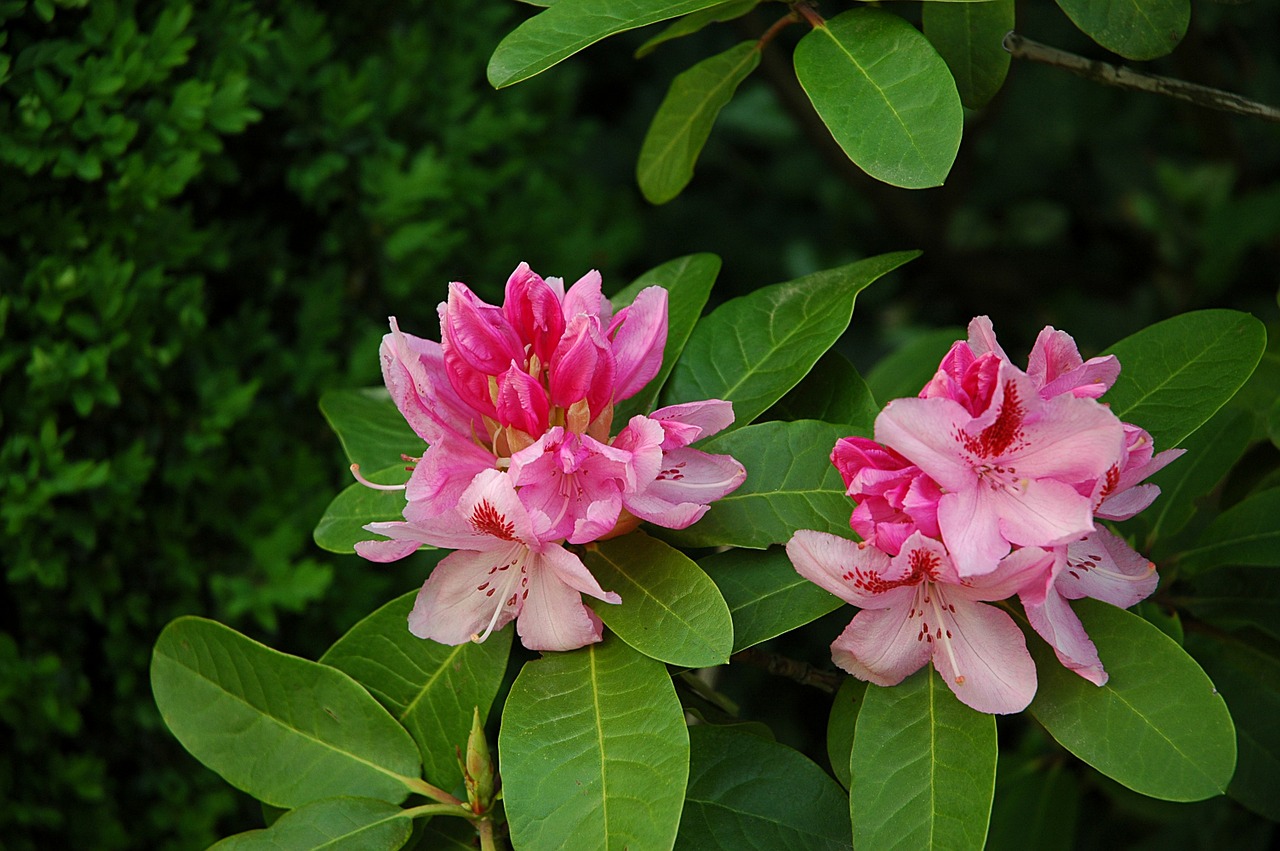 Rododendras, Rožinis, Žiedas, Žydėti, Augalas, Žydėti, Gėlės, Žalias, Gamta, Flora