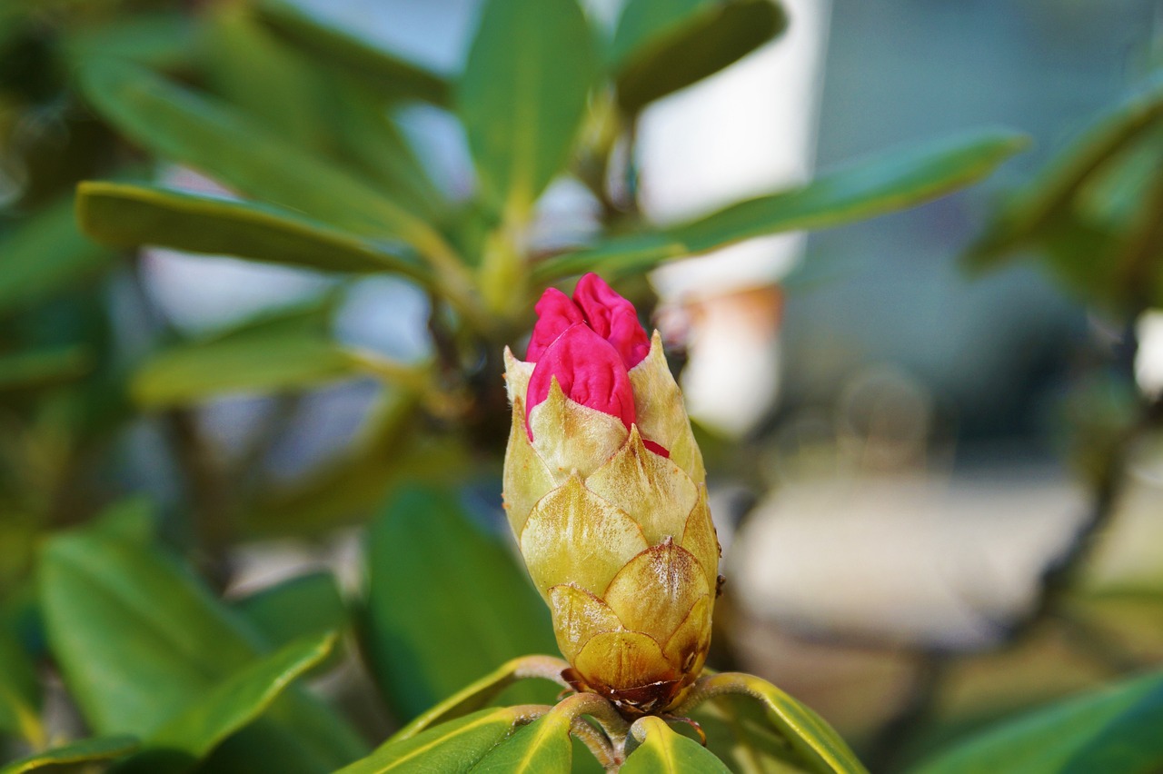 Rododendras, Krūmas, Žiedas, Žydėti, Budas, Augalas, Gamta, Sodas, Nemokamos Nuotraukos,  Nemokama Licenzija