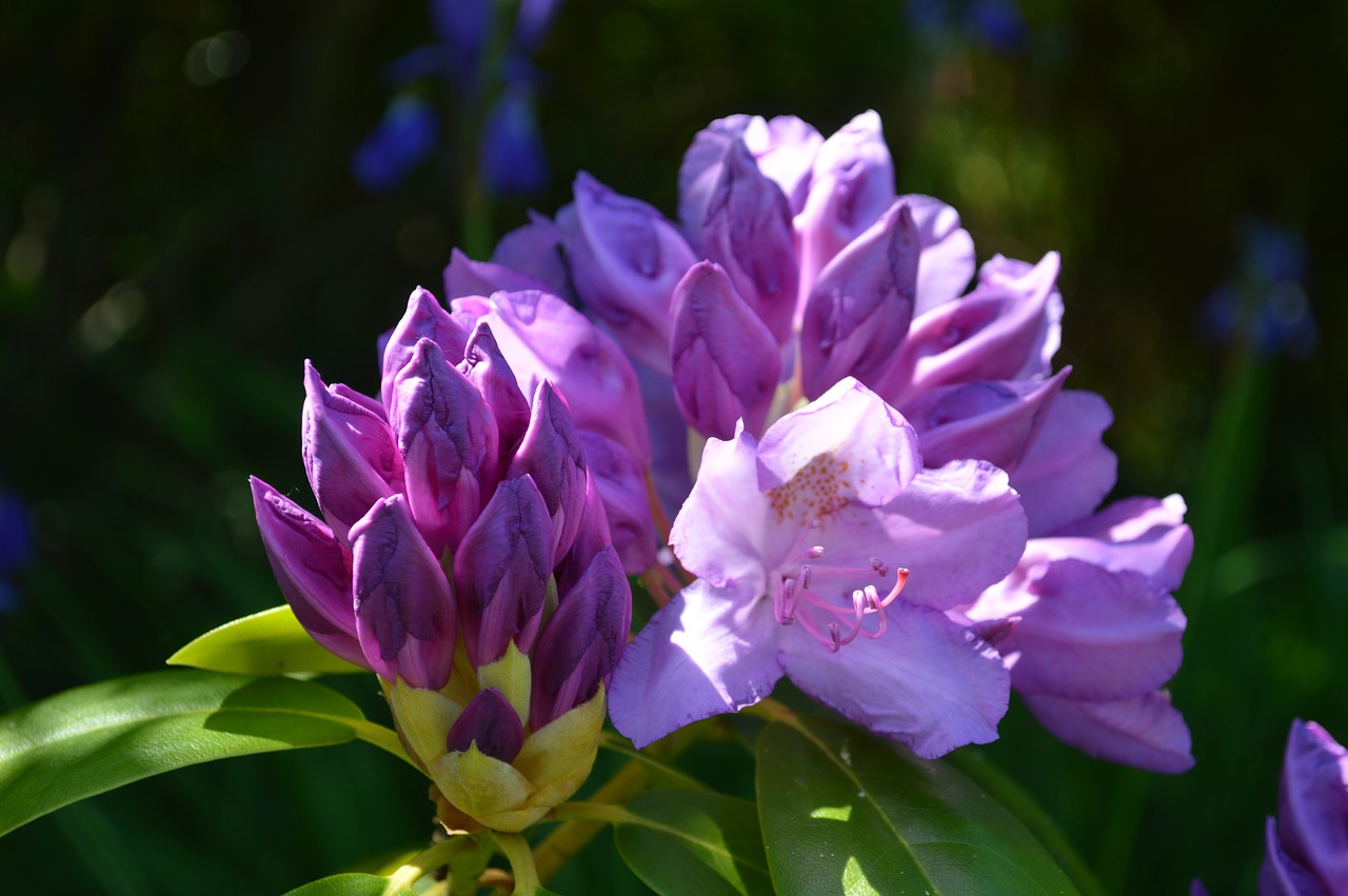 Rododendras, Purpurinė Gėlė, Gėlė, Violetinė, Gėlės, Augalas, Natūralus, Pavasaris, Gražus, Gegužė