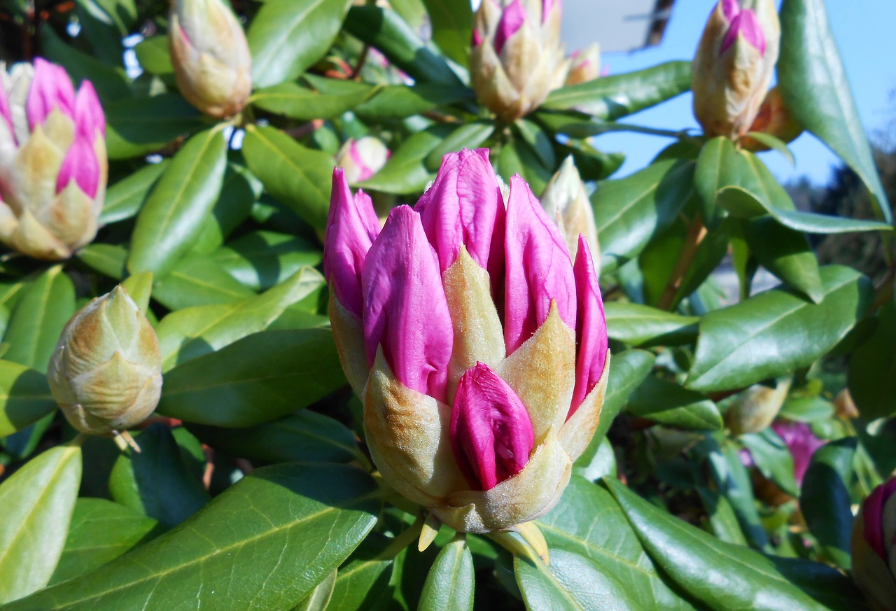 Rododendras, Budas, Žiedas, Žydėti, Atviras, Rožinis, Sodas, Ericaceae, Žalia Virškėlis, Žiedynas