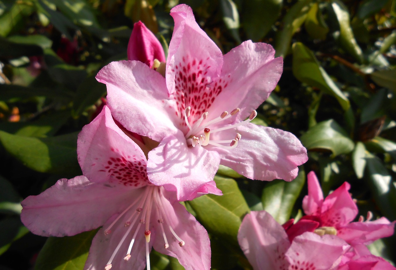 Rododendras, Žiedas, Žydėti, Atviras, Rožinis, Sodas, Ericaceae, Žalia Virškėlis, Žiedynas, Gamta