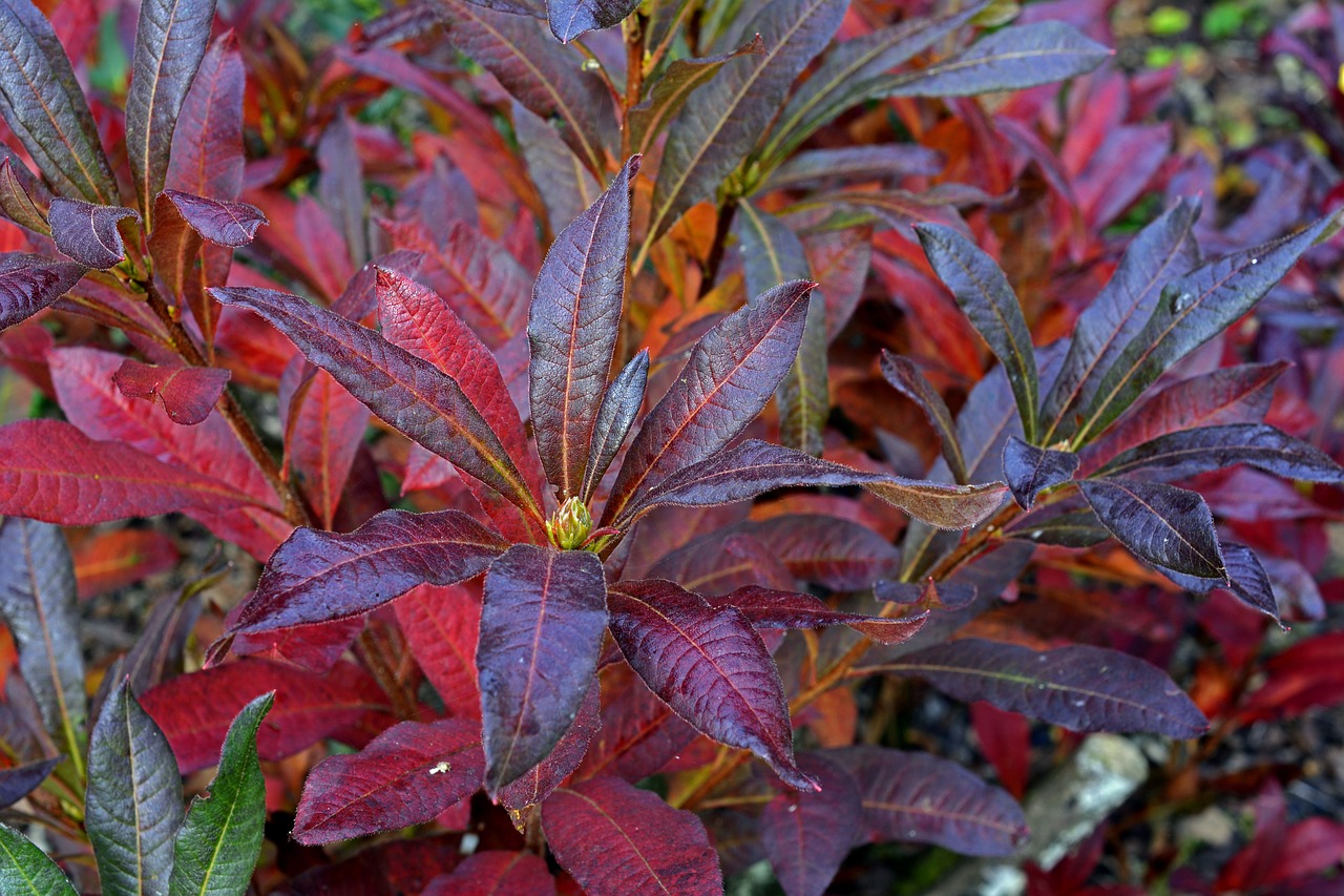 Rododendras, Budas, Ruduo, Gėlės, Augalas, Gamta, Rododendrai, Žiedynas, Gentis, Variklis