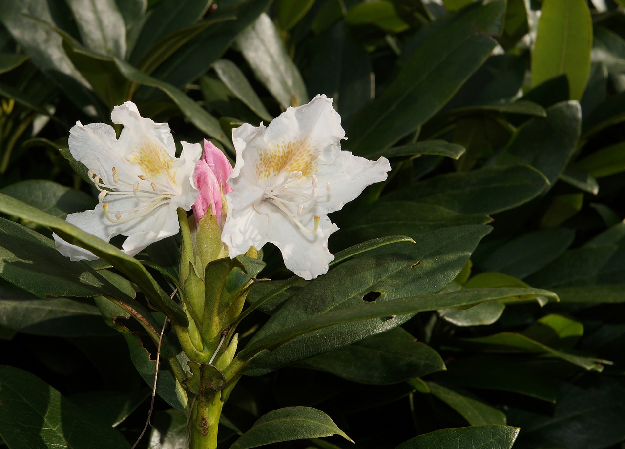 Rododendras, Rhododendron Hirsutum, Žiedas, Žydėti, Pavasaris, Nemokamos Nuotraukos,  Nemokama Licenzija