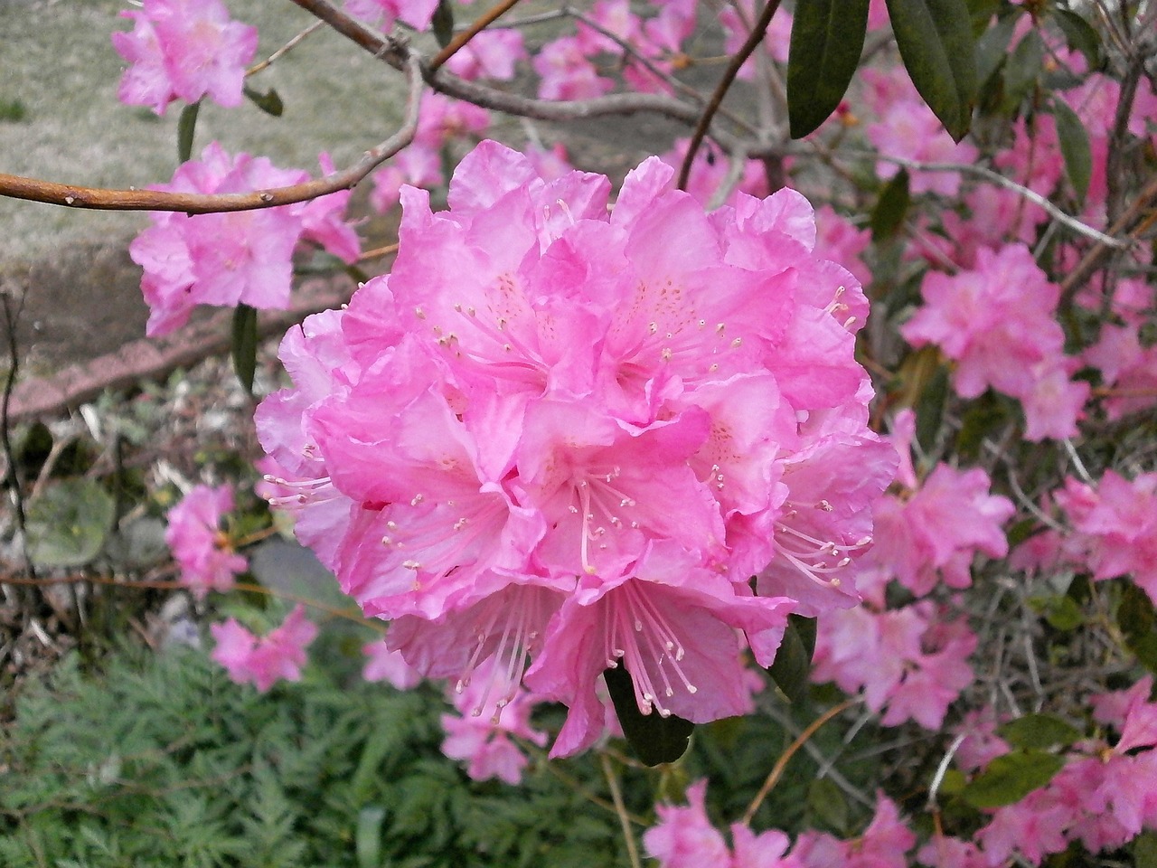 Rododendras, Rododendrai, Ericaceae, Pavasario Gėlės, Rožinis, Rožinė Gėlė, Geliu Lova, Nemokamos Nuotraukos,  Nemokama Licenzija