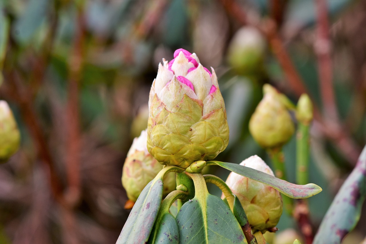 Rhododendron,  Rhododendron Pumpurai,  Rožinė Rhododendron,  Bud,  Žiedas,  Žydi,  Pavasaris,  Krūmas,  Žydėjimo Krūmas,  Sodas