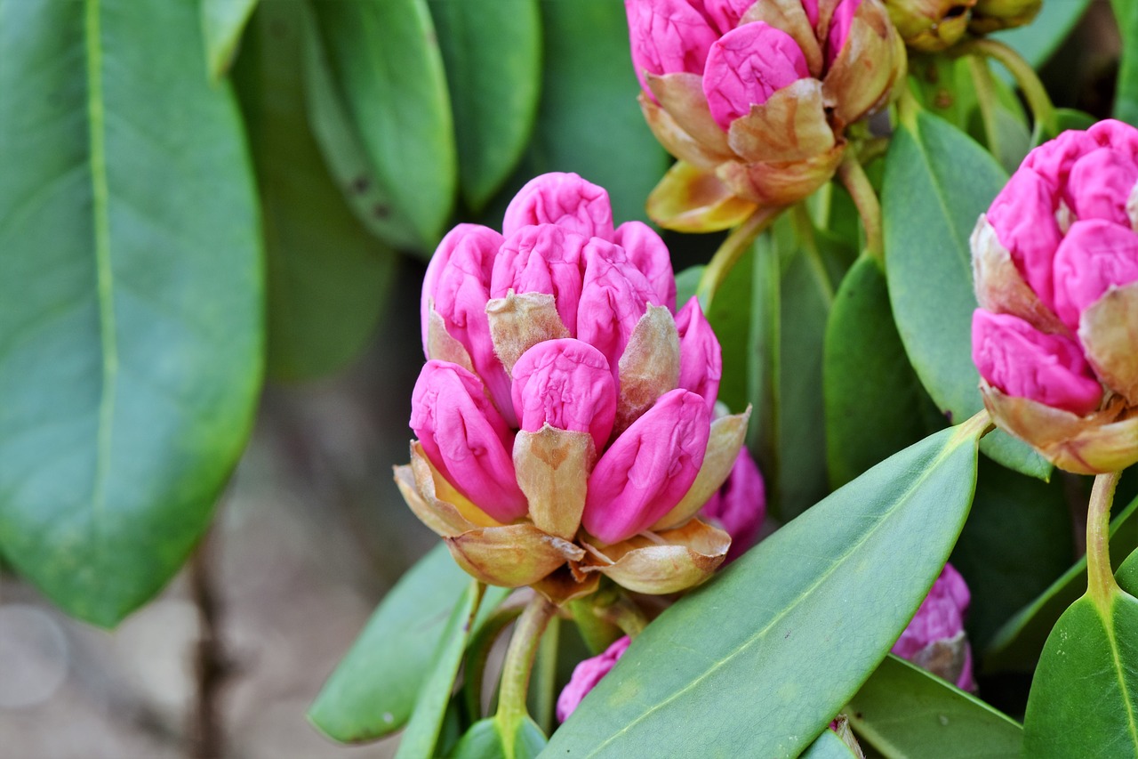 Rhododendron,  Rhododendron Pumpurai,  Rožinė Rhododendron,  Bud,  Žiedas,  Žydi,  Pavasaris,  Krūmas,  Žydėjimo Krūmas,  Sodas