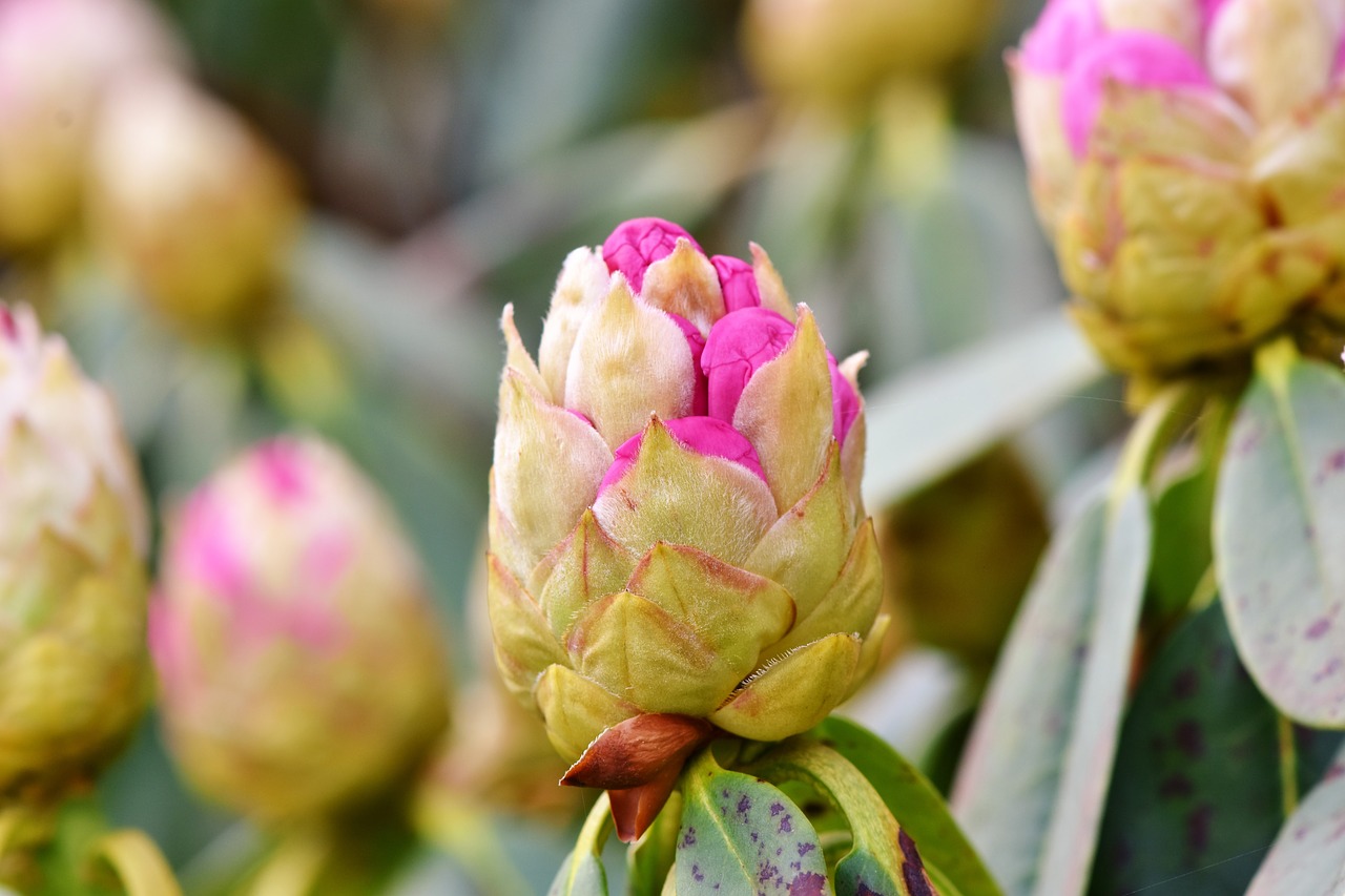 Rhododendron,  Rhododendron Pumpurai,  Rožinė Rhododendron,  Bud,  Žiedas,  Žydi,  Pavasaris,  Krūmas,  Žydėjimo Krūmas,  Sodas
