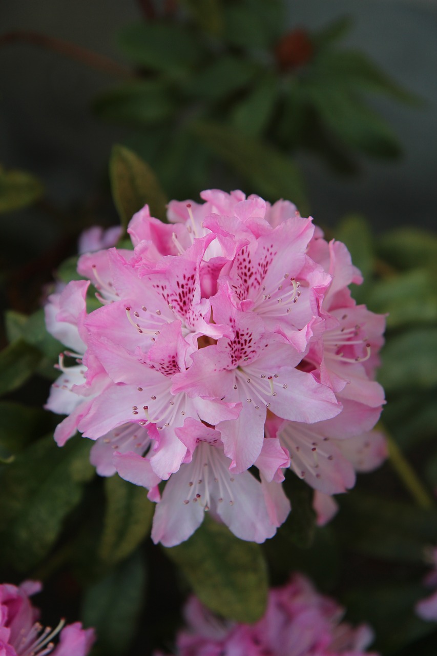 Rhododendron,  Rhododendron Rožinė,  Žydėjimo,  Rausvos Gėlės, Nemokamos Nuotraukos,  Nemokama Licenzija