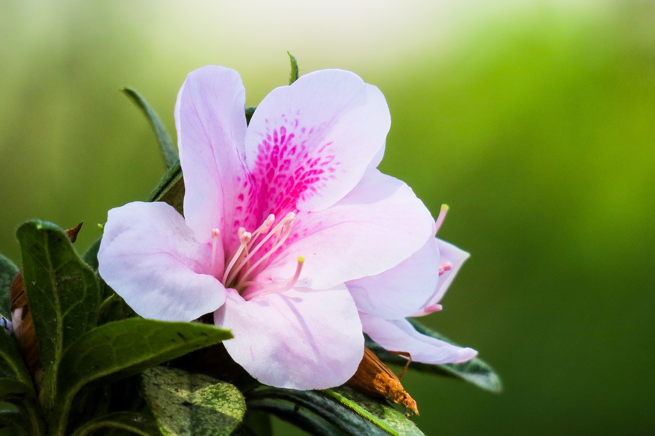 Rhododendron,  Honkongas,  Metus Balandis,  Pobūdį,  Gėlė,  Augalų,  Sodas,  Lapų,  Vasara,  Žydi