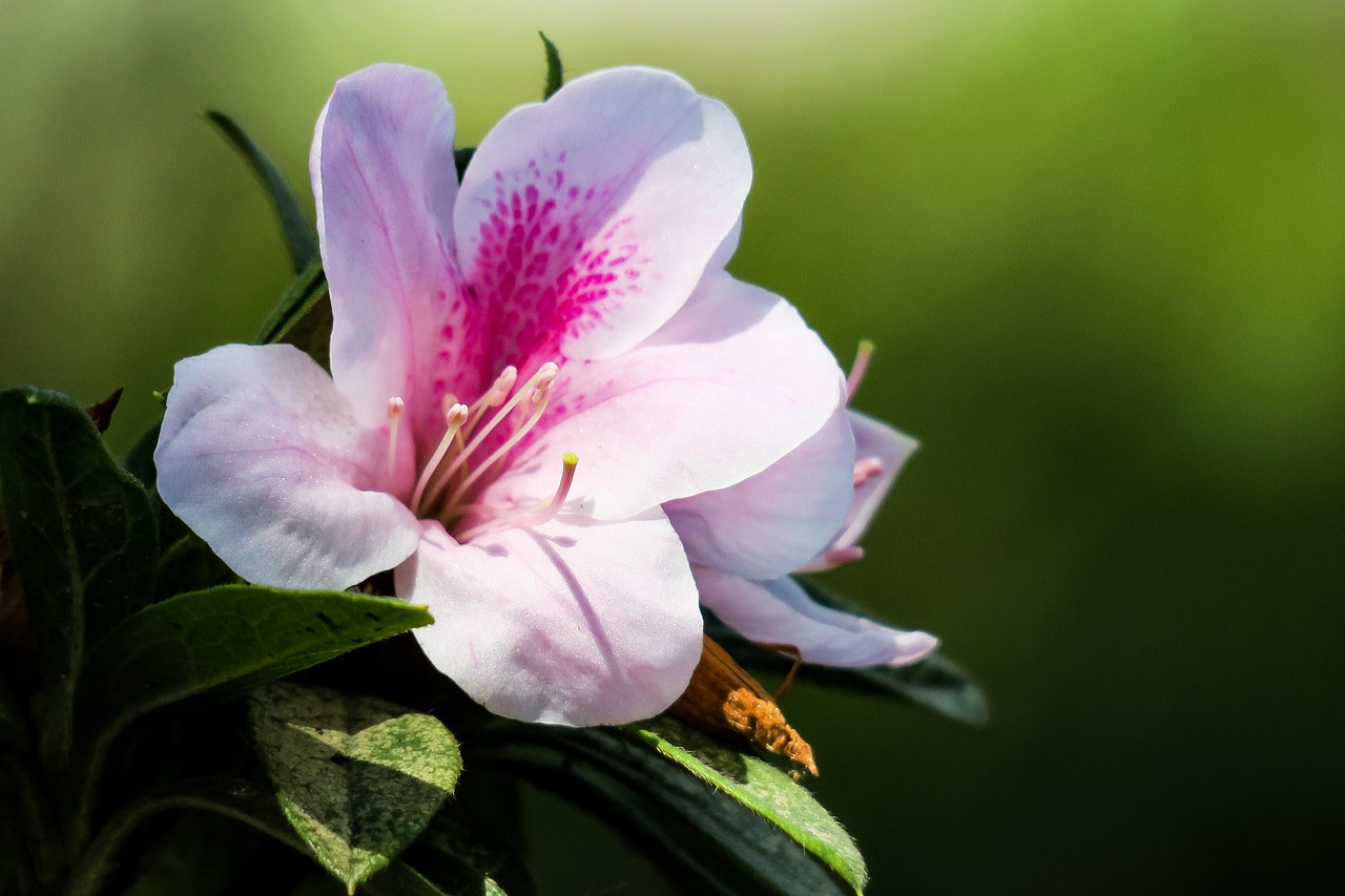 Rhododendron,  Honkongas,  Metus Balandis,  Pobūdį,  Gėlė,  Augalų,  Sodas,  Lapų,  Vasara,  Žydi