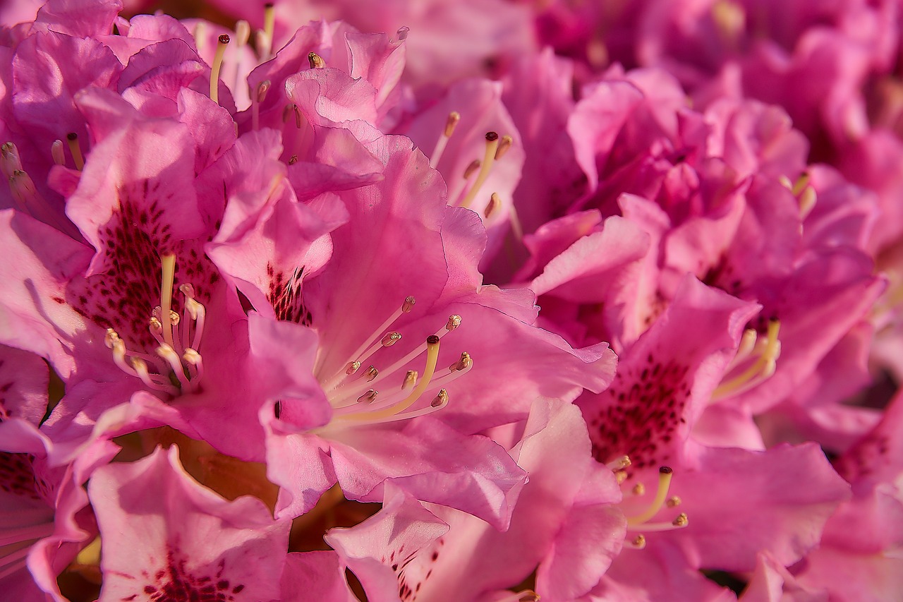 Rhododendron,  Žiedas,  Žydi,  Iš Arti,  Atviras,  Rožinis,  Sodas,  Bud,  Ericaceae,  Heather Žalia