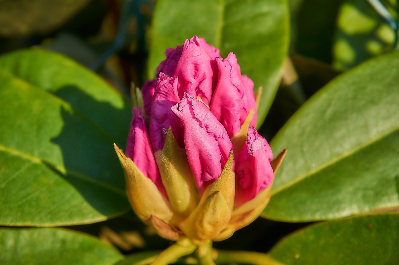 Rhododendron,  Žiedas,  Žydi,  Iš Arti,  Atviras,  Rožinis,  Sodas,  Bud,  Ericaceae,  Heather Žalia