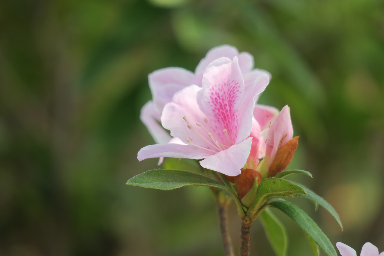 Rhododendron,  Honkongas,  Metus Balandis,  Pobūdį,  Gėlė,  Augalų,  Sodas,  Lapų,  Vasara,  Žydi