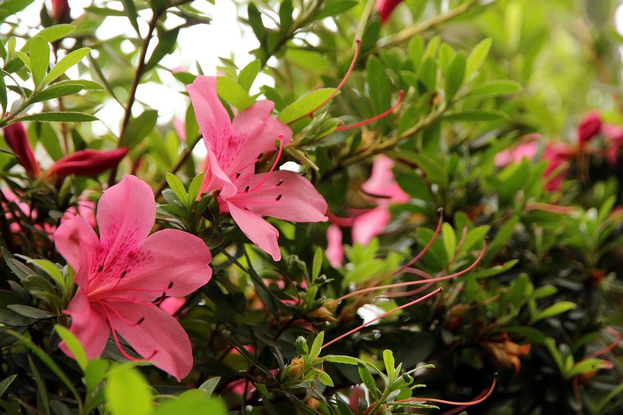 Rhododendron,  Pobūdį,  Augalų,  Gėlė,  Sodas,  Rausvos Gėlės,  Krūmas,  Gražu,  Pavasaris, Nemokamos Nuotraukos