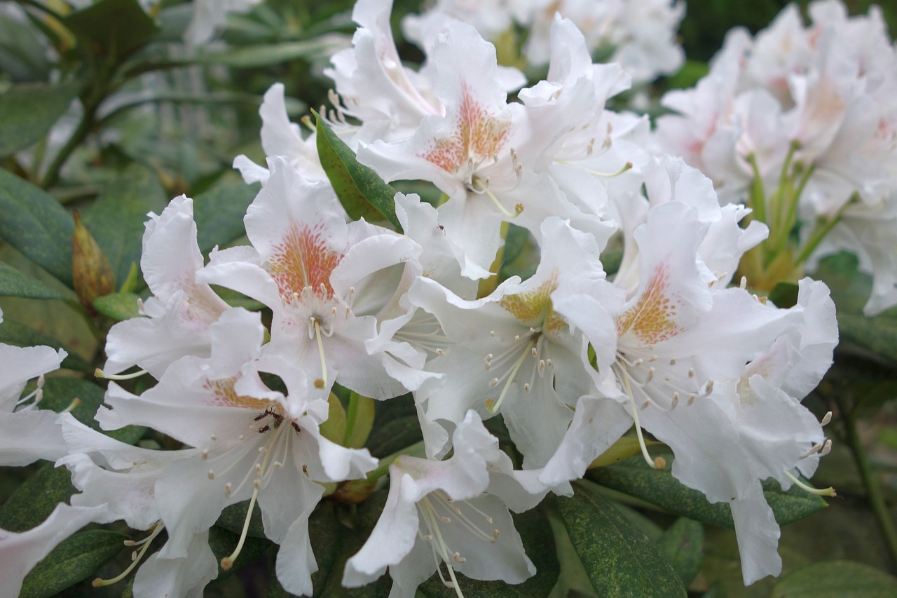 Rhododendron,  Gėlė,  Augalų,  Pobūdį,  Sodas,  Lapų,  Žiedas,  Žydi,  Baltos Spalvos,  Pavasaris