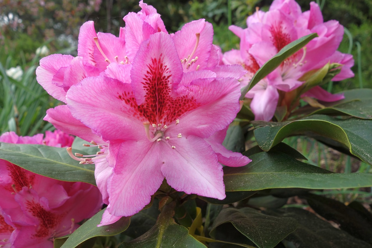 Rhododendron,  Pobūdį,  Gėlė,  Augalų,  Sodas,  Lapų,  Pavasaris,  Spalvingi Lapai,  Spalva,  Žiedas