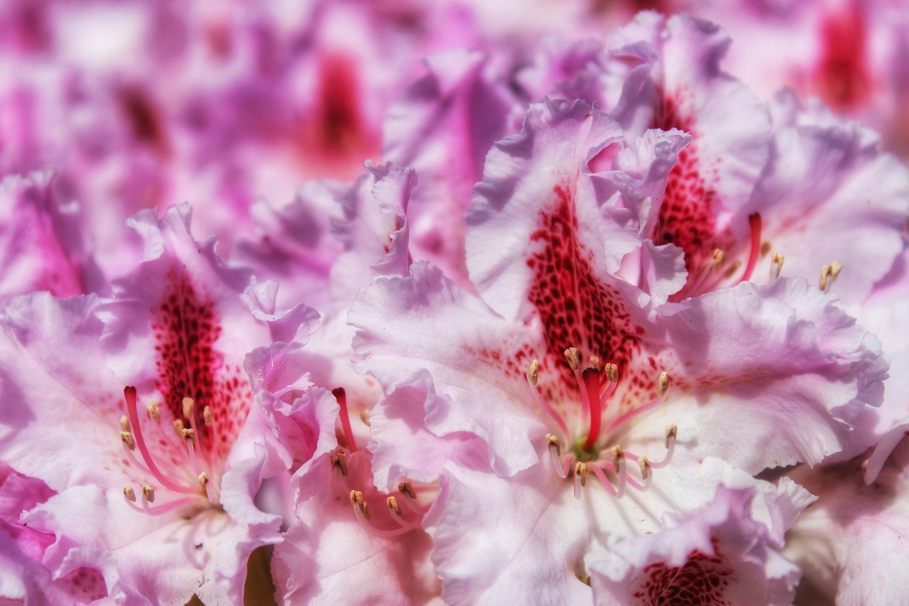 Rhododendron,  Gėlė,  Pobūdį,  Augalų,  Vasara,  Spalva,  Iš Arti,  Šviesus,  Gėlės,  Gėlių