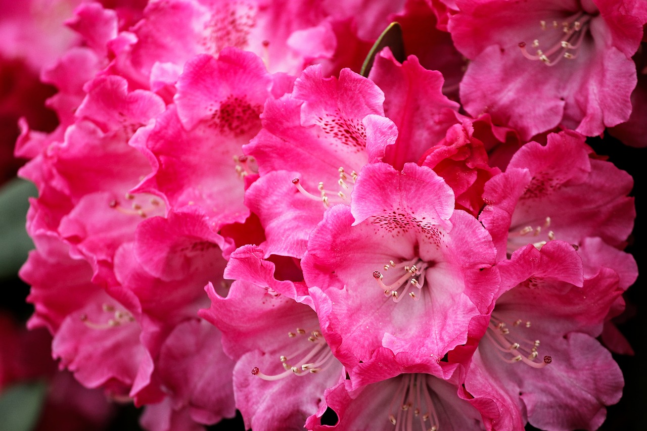 Rhododendron,  Žiedas,  Žydi,  Raudona,  Šviesiai Raudona,  Gėlė,  Pobūdį,  Violetinė,  Iš Arti,  Sodas