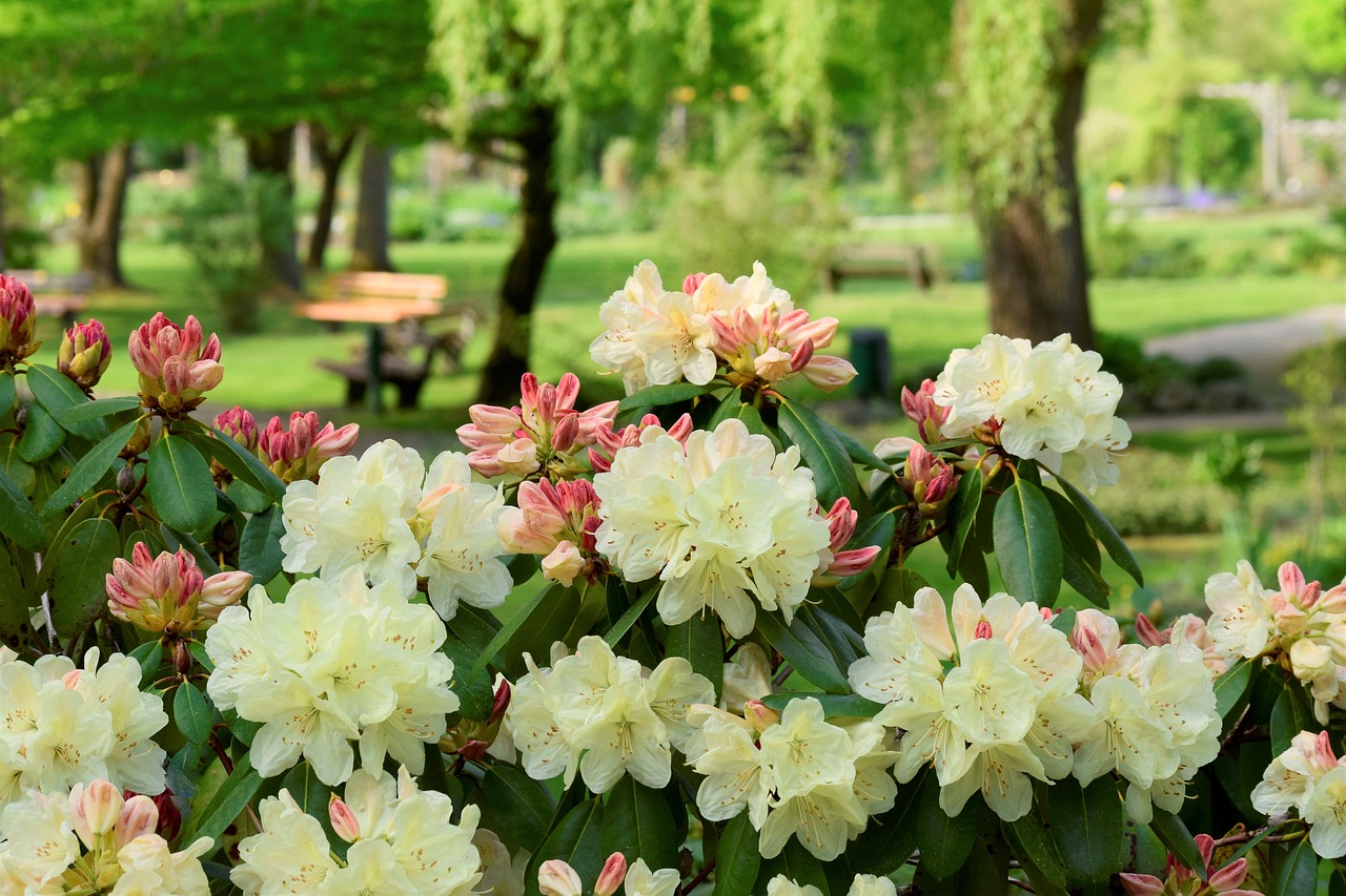 Rhododendron,  Rosenbaum,  Žiedas,  Žydi,  Pavasaris,  Pobūdį,  Sodas,  Žydi,  Žydėjimo Krūmas,  Romantiškas