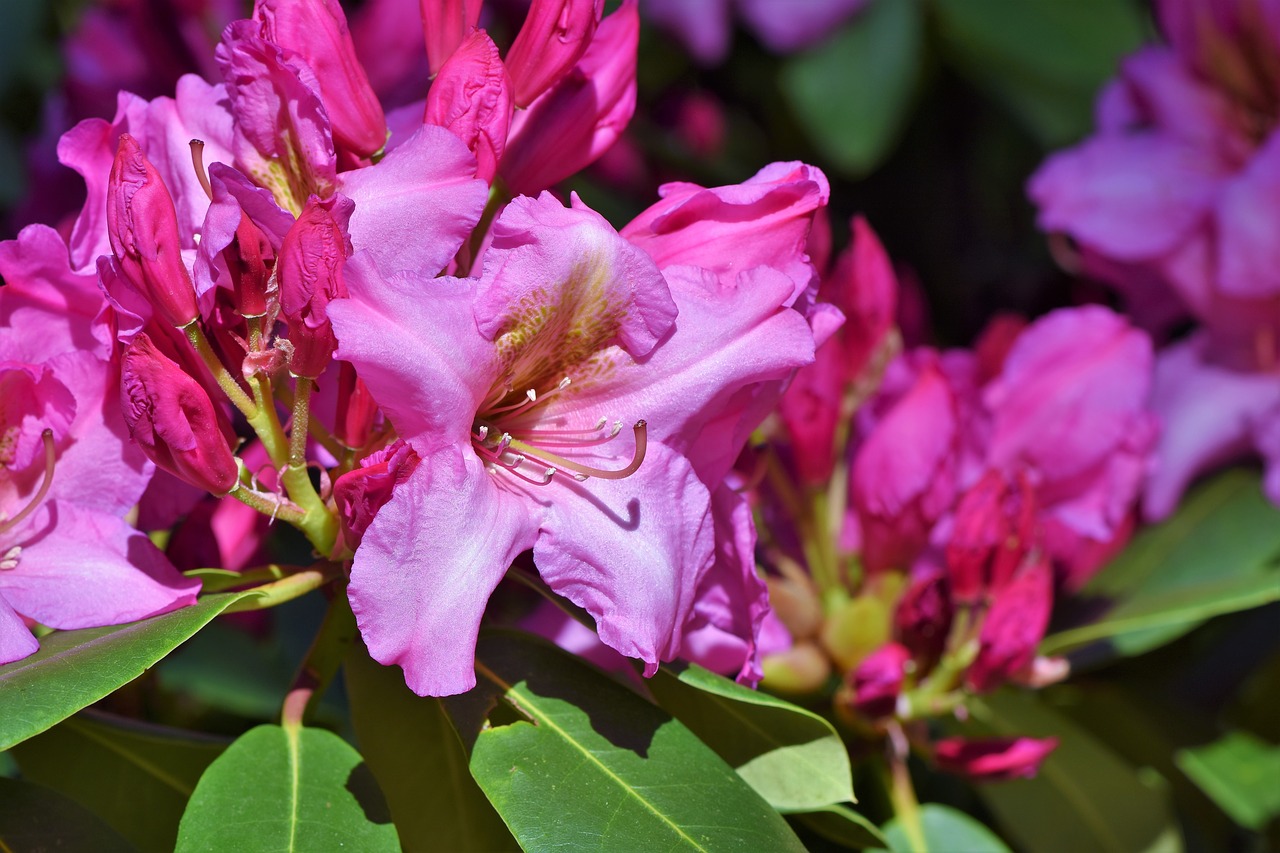Rhododendron,  Rhododendron Pumpurai,  Rhododendron Gėlių,  Violetinė Rhododendron,  Bud,  Žiedas,  Žydi,  Pavasaris,  Krūmas,  Žydėjimo Krūmas
