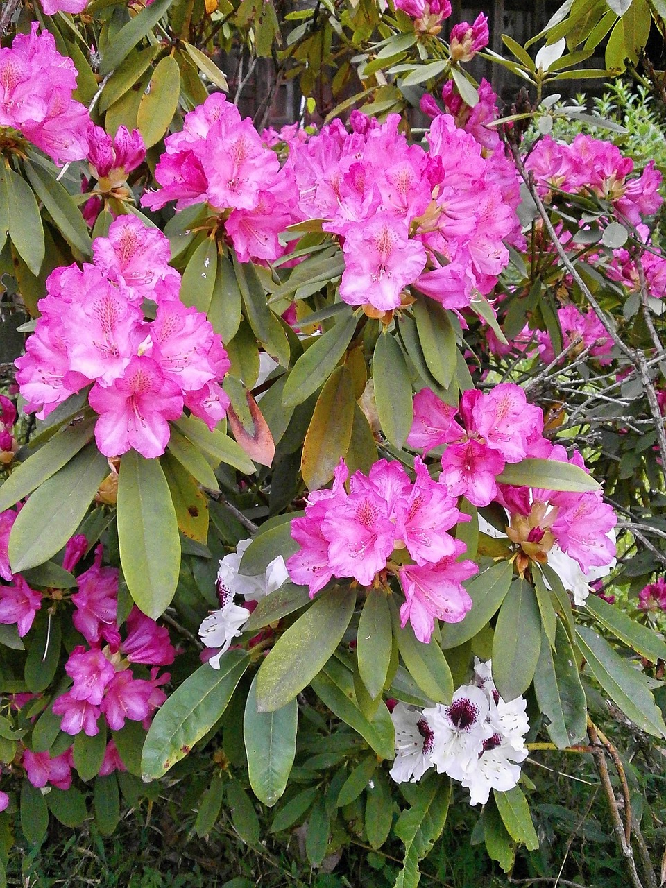 Rododendras, Rododendrai, Ericaceae, Pavasario Gėlės, Rožinis, Rožinė Gėlė, Nemokamos Nuotraukos,  Nemokama Licenzija