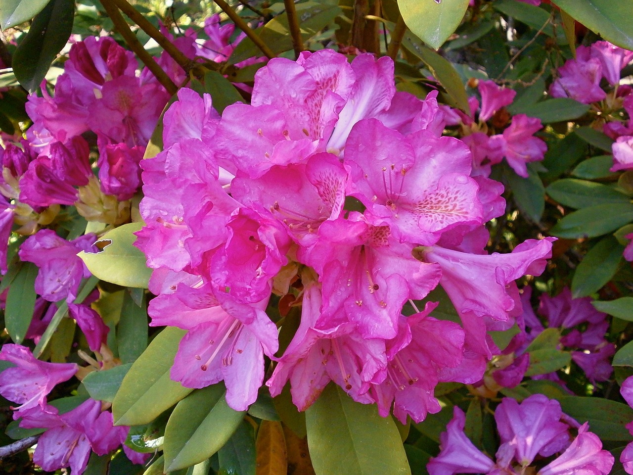 Rododendras, Rododendrai, Ericaceae, Pavasario Gėlės, Rožinė Gėlė, Nemokamos Nuotraukos,  Nemokama Licenzija