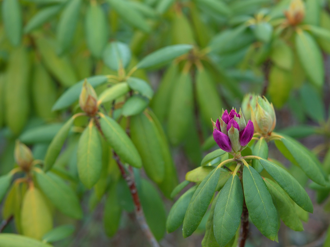 Rhododendron,  Augalų,  Dekoratyvinis Augalas,  Gėlė,  Pobūdį,  Žiedas,  Žydi,  Pavasaris,  Sodas,  Žalias