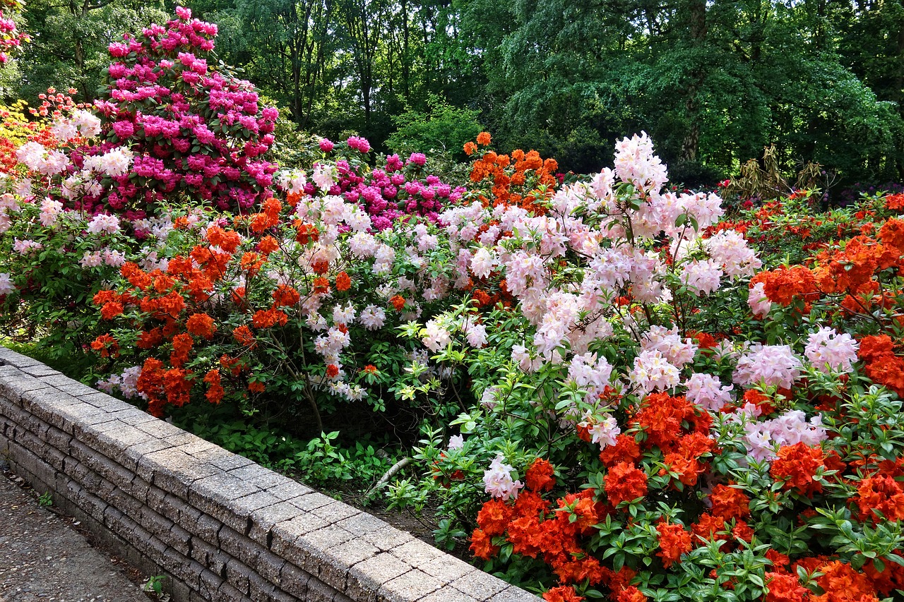 Rhododendron,  Krūmas,  Gėlė,  Žydi,  Žiedas,  Gegužė,  Sezoninis,  Pavasaris,  Pobūdį,  Sodas
