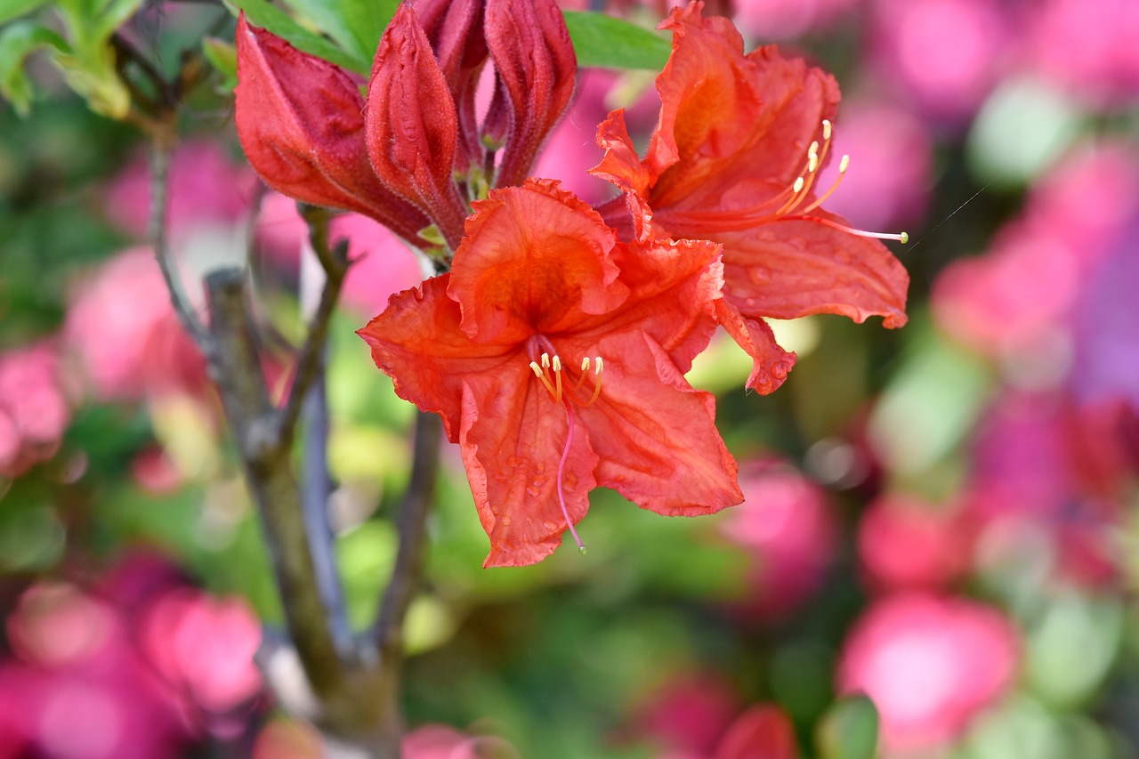 Rhododendron,  Rhododendron Pumpurai,  Rhododendron Gėlių,  Raudona Rododendronów,  Bud,  Žiedas,  Žydi,  Pavasaris,  Krūmas,  Žydėjimo Krūmas