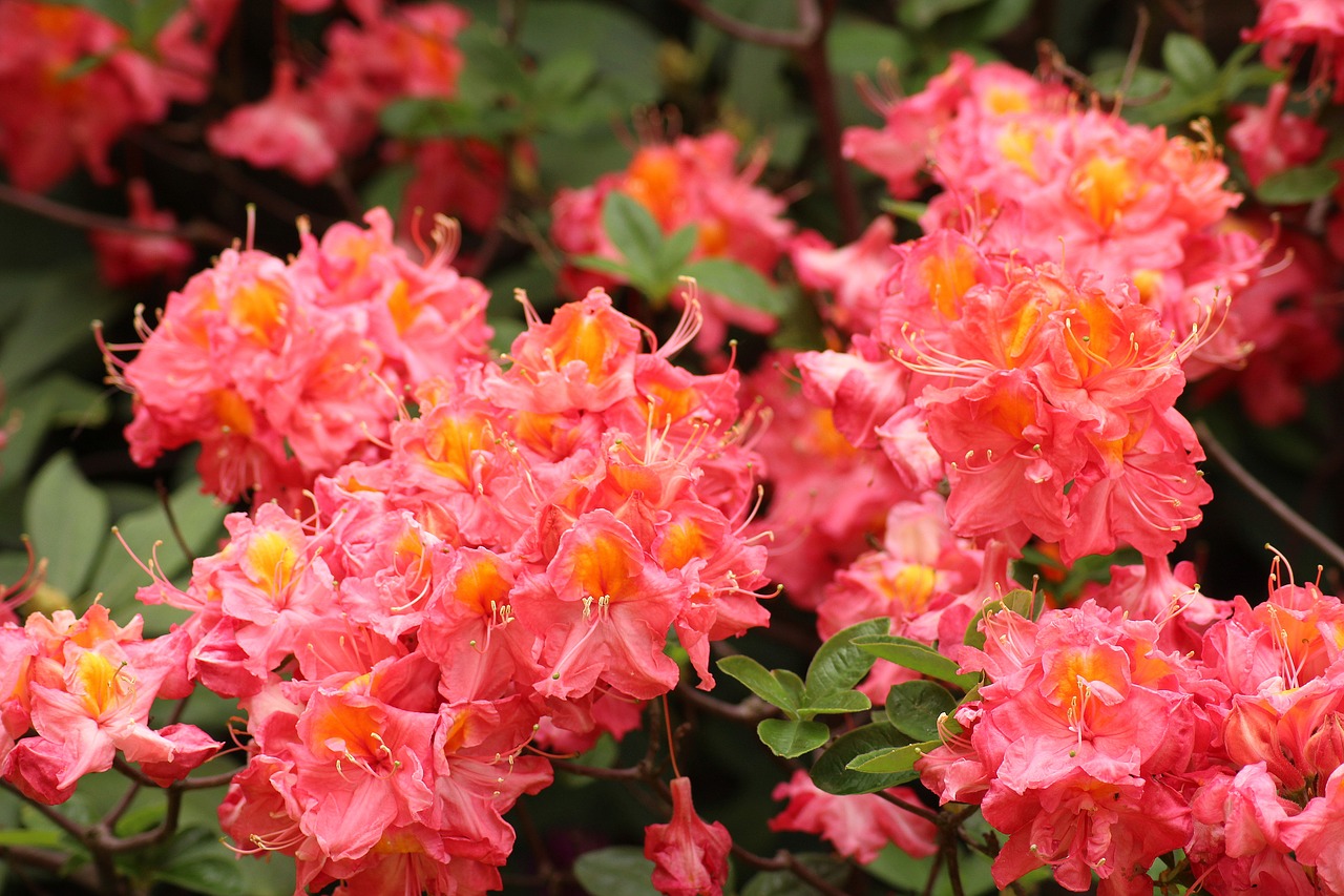 Rhododendron,  Azalija,  Rausvos Gėlės,  Dekoratyvinių Krūmų,  Dekoratyviniai Augalai,  Visiškai Rozkwitnie,  Rožinė Gėlė,  Žydėjimo,  Pavasaris, Nemokamos Nuotraukos