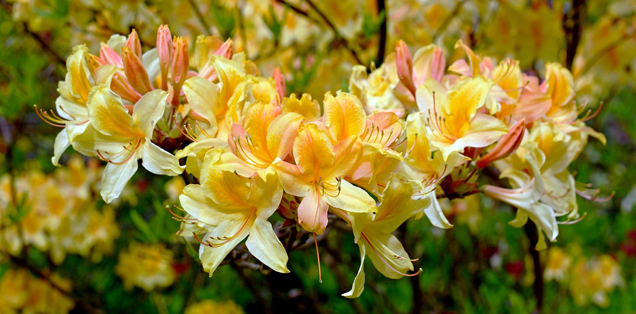 Rhododendron,  Rododendronów Geltonasis Kūnas,  Žiedas,  Žydi,  Pavasaris,  Pobūdį,  Krūmas,  Sodas,  Žydi,  Augalų