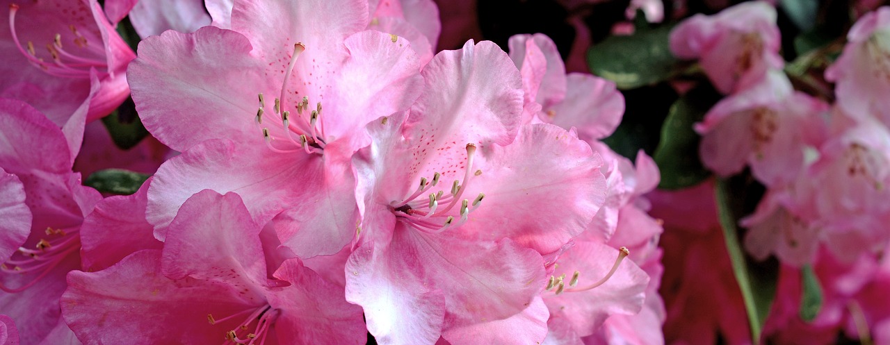 Rhododendron,  Žiedas,  Žydi,  Pavasaris,  Pobūdį,  Krūmas,  Sodas,  Žydi,  Augalų,  Žydėjimo Krūmas