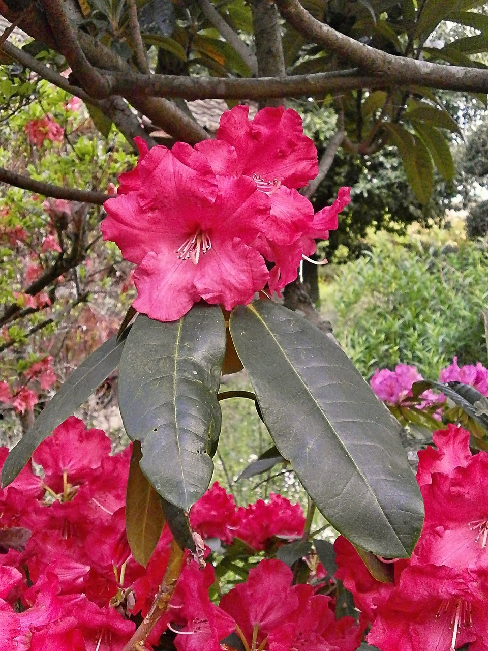 Rododendras, Rododendrai, Ericaceae, Pavasario Gėlės, Raudonos Gėlės, Nemokamos Nuotraukos,  Nemokama Licenzija