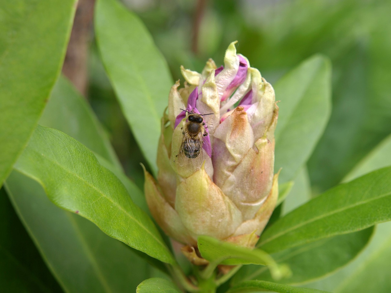 Rododendras, Budas, Bičių, Nemokamos Nuotraukos,  Nemokama Licenzija