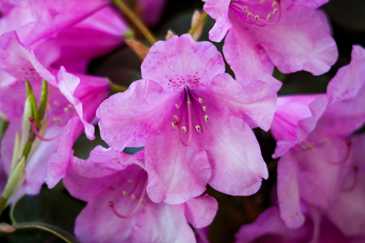 Rhododendron,  Augalų,  Žiedas,  Žydi,  Rožinis, Nemokamos Nuotraukos,  Nemokama Licenzija