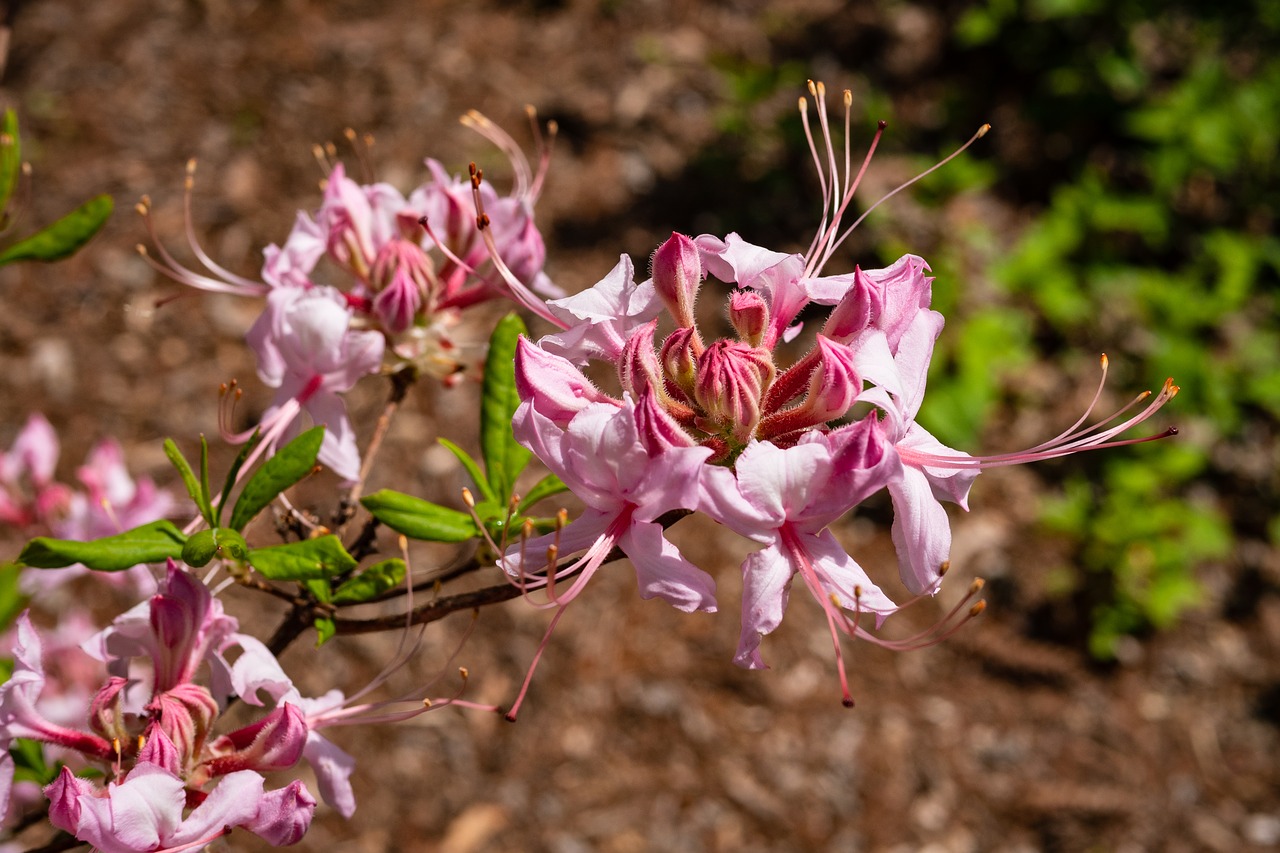 Rhododendron,  Azalija,  Gėlė,  Sodas,  Pavasaris, Nemokamos Nuotraukos,  Nemokama Licenzija