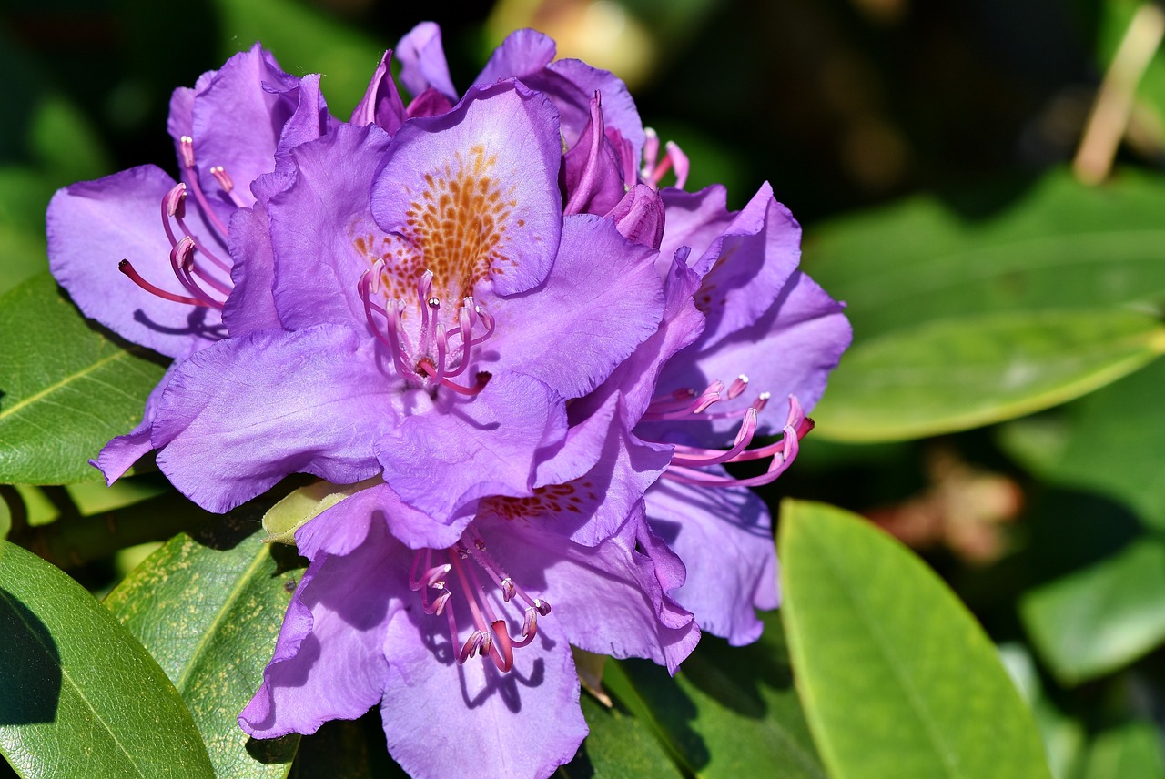 Rhododendron,  Rhododendron Pumpurai,  Rhododedron Žydėjimo,  Violetinė Rhododendron,  Bud,  Žiedas,  Žydi,  Pavasaris,  Krūmas,  Žydėjimo Krūmas