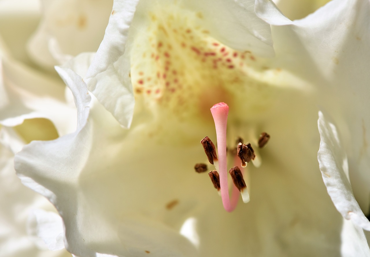 Rhododendron,  Rhododendron Pumpurai,  Rhododendron Gėlių,  Balta Rododendronów,  Bud,  Žiedas,  Žydi,  Pavasaris,  Krūmas,  Žydėjimo Krūmas