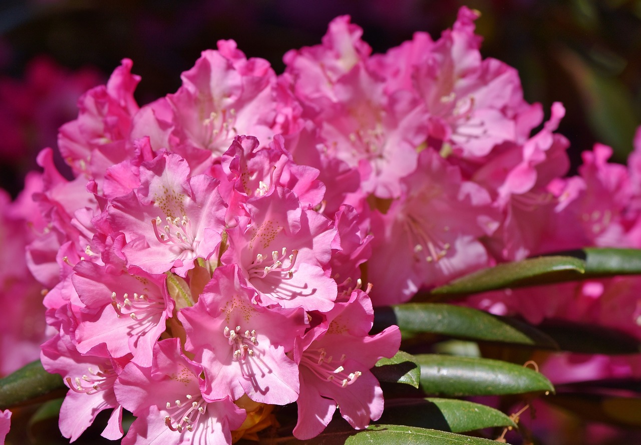 Rhododendron,  Rhododendron Pumpurai,  Rhododendron Gėlių,  Rožinė Rhododendron,  Bud,  Žiedas,  Žydi,  Pavasaris,  Krūmas,  Žydėjimo Krūmas