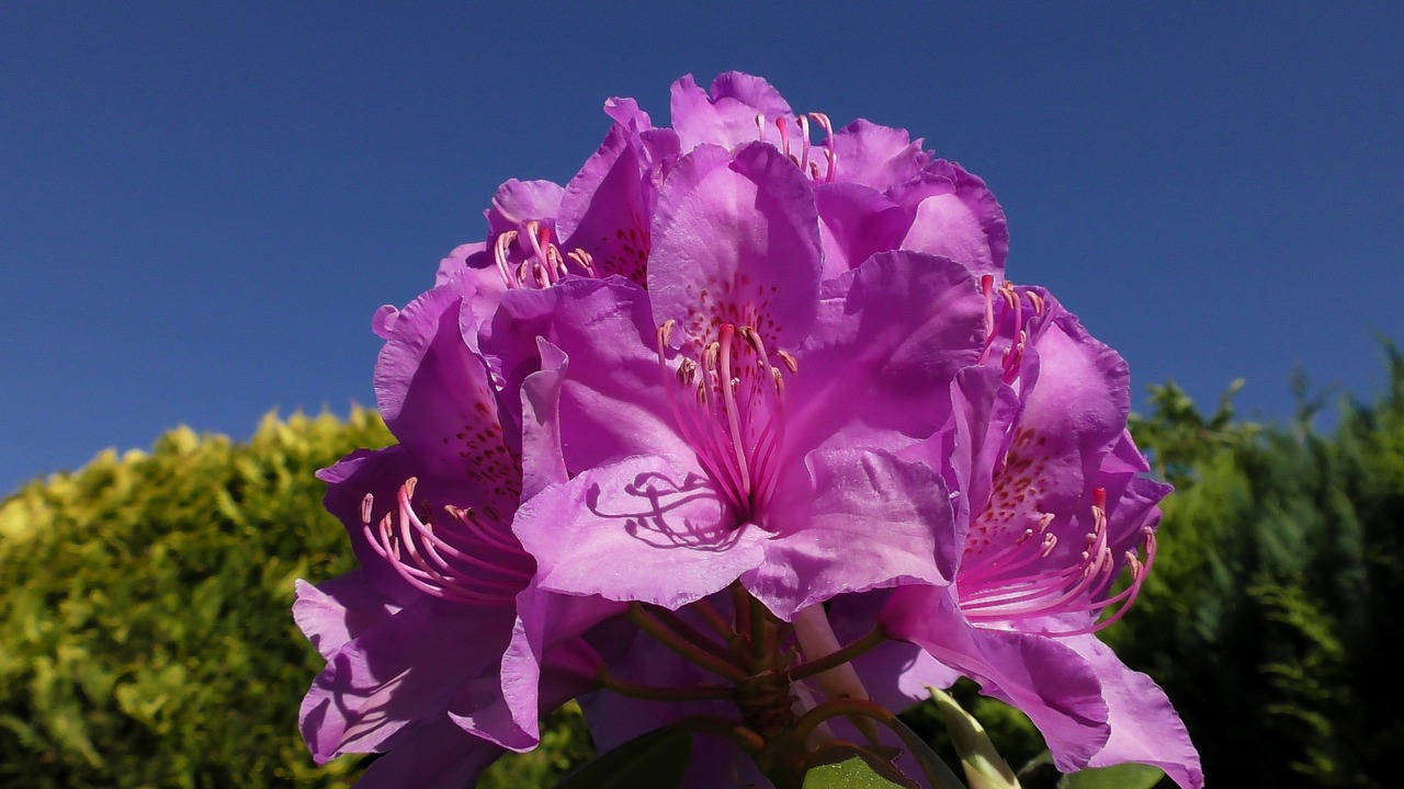 Rhododendron,  Žiedas,  Žydi,  Pavasaris,  Bud,  Rožinė Rhododendron,  Iš Arti,  Gėlės,  Rožinis, Nemokamos Nuotraukos