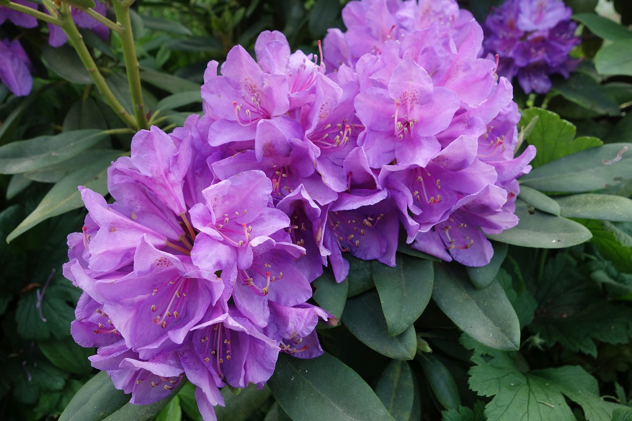 Rhododendron,  Violetinė,  Sodas,  Žiedas,  Žydi,  Violetinė Rhododendron,  Pavasaris,  Pobūdį,  Žydi,  Augalų
