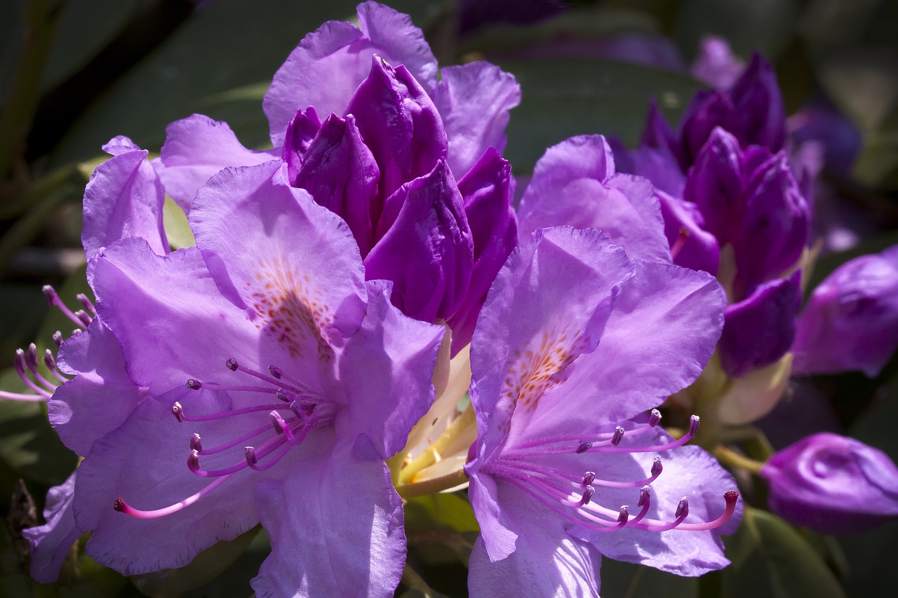 Rhododendron,  Traub Pastabos,  Doldentraub,  Žiedynai,  Genties,  Heather Žalia,  Ericaceae,  Violetinė,  Violetinė,  Žalias