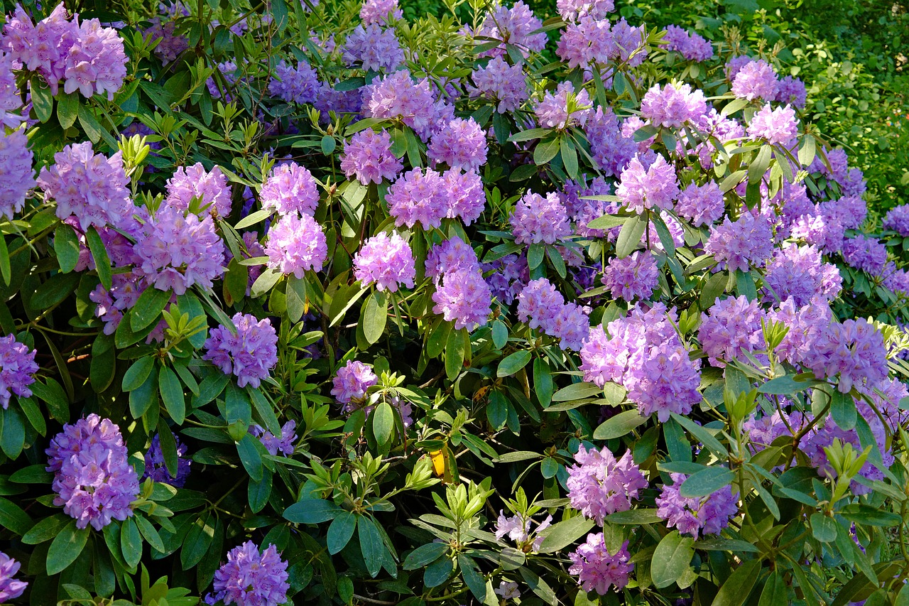 Rhododendron,  Pobūdį,  Žiedas,  Žydi,  Violetinė Rhododendron,  Krūmas, Nemokamos Nuotraukos,  Nemokama Licenzija