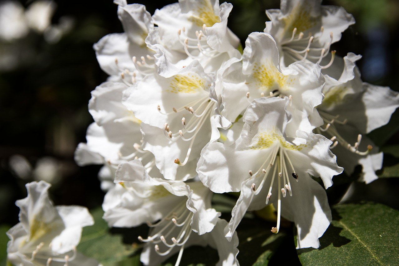 Rhododendron,  Žiedas,  Žydi,  Baltos Spalvos,  Krūmas, Nemokamos Nuotraukos,  Nemokama Licenzija