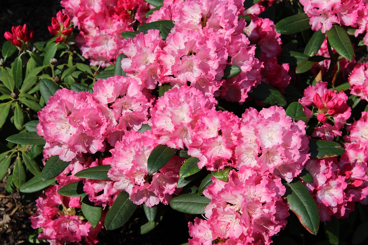Rhododendron,  Gėlė,  Rožinė Gėlė,  Rožinė Rhododendron,  Pavasaris,  Žydi,  Žiedas,  Žydi,  Krūmas,  Žydėjimo Krūmas